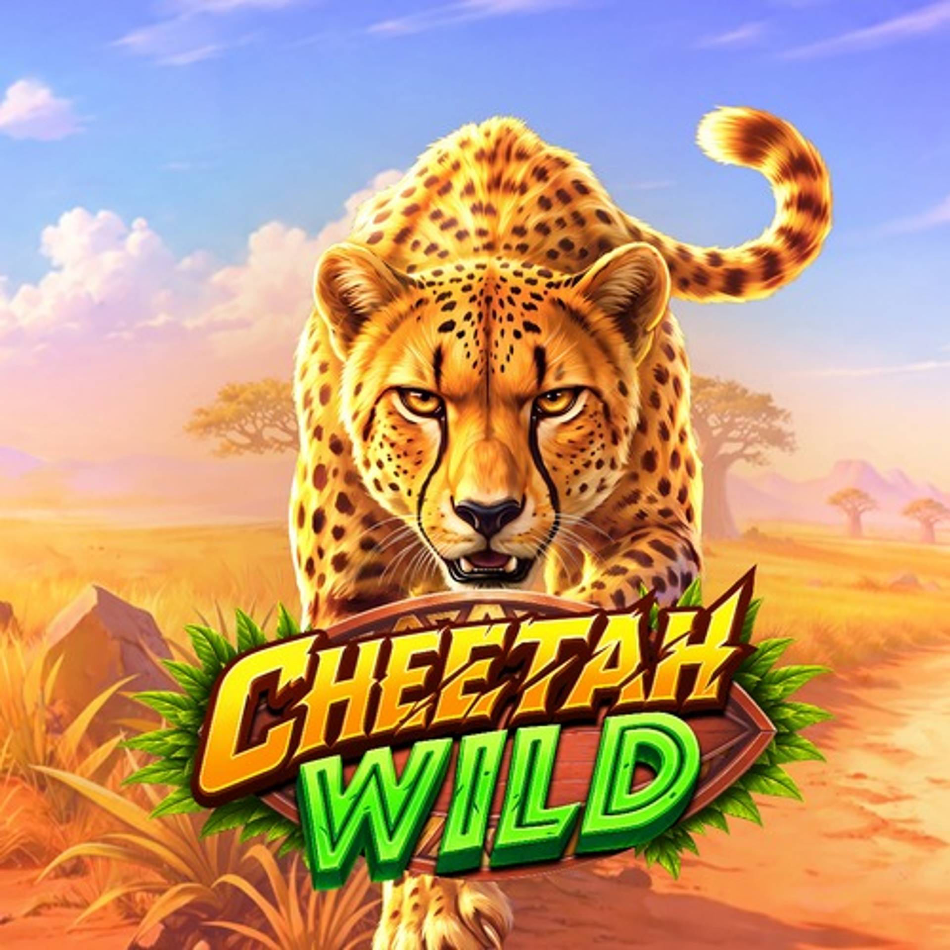 Cheetah Wild